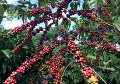 Brazilian Medium Roast Whole Bean Coffee, Premium Blend, 24 × 250g (6kg)