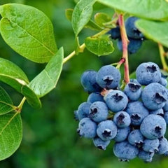 Blueberry Extract Fruit Juice, Vegan, Gluten Free, 700g Bottles, 6 Pack