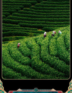 Jin Jun Mei Black Tea, Golden Bud, Gift Box, 300g