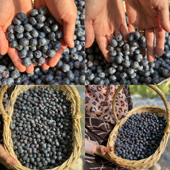 Blueberry Extract Fruit Juice, Vegan, Gluten Free, 700g Bottles, 6 Pack